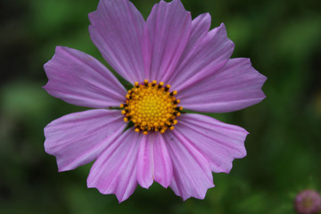 Obraz premium цветок