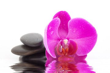 Fototapeta na wymiar Orchidée rose & galets noir en reflet