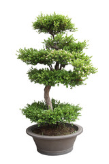 Fototapeta na wymiar bonsai wiąz drzewo