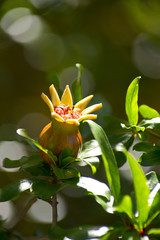 Obraz premium Granatapfel, Grenadine, Punica granatum, pomegranate,