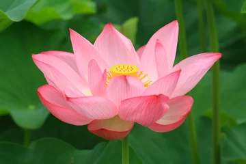 Photo sur Aluminium fleur de lotus Fleur de Hass