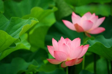 Papier Peint photo autocollant fleur de lotus A un étang