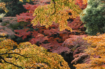 紅葉