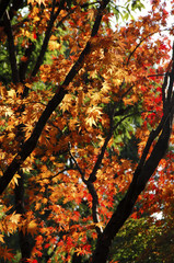 紅葉