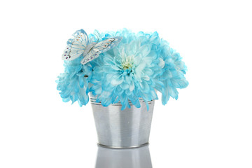 Blue chrysanthemums in a pail