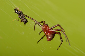 spider prey