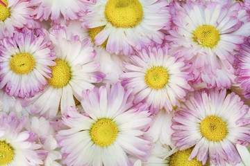 real spring pink daisies macro