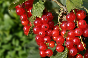Johannisbeeren rot