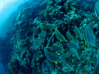Bat Fish Shoal in the Red Sea