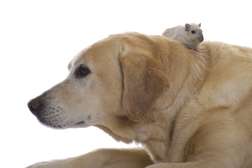 Gerbil crawls on a Labrador; animal friendship.