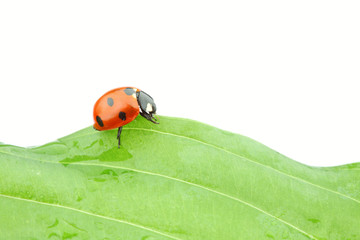 ladybug on leaf