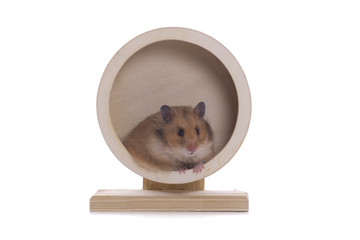 Alltagstrott, Hamster im Rad, Rut, in the hamster wheel