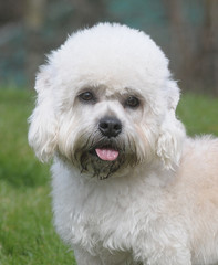 DANDIE DINMONT TERRIER