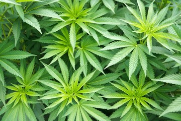 Marijuana cannabis plant - 33999859