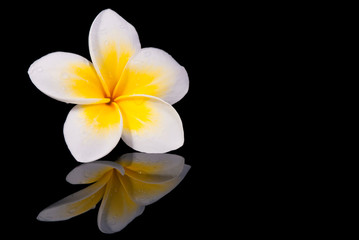Fototapeta na wymiar Leelawadee kwiat i jego reflecio