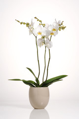 Beautiful white orchid in a pot isolated over white background