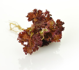Fototapeta premium Red lettuce