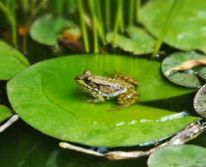 Printed kitchen splashbacks Frog common water frog