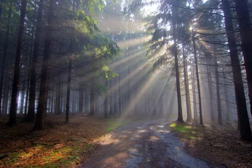  God beams - coniferous forest in fog © siloto