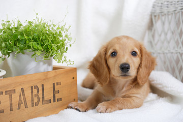 仔犬