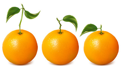 Set of vector fresh ripe oranges with leaves.