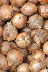 収穫したタマネギ