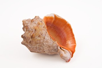 marine shell isolated on a white background