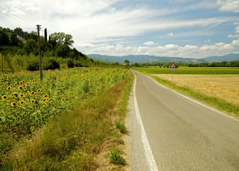 Paesaggio con girasoli, Poppi