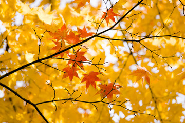 カエデの紅葉