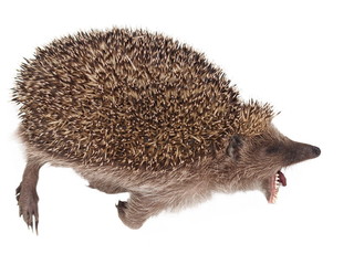 dead hedgehog isolated on white background