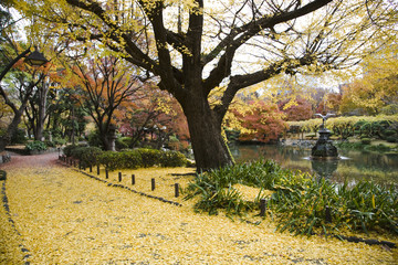 銀杏の落ち葉の散歩道
