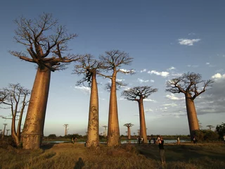 Fotobehang Baobab Baobab Bomen
