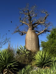 Deurstickers Baobab Fles Baobab