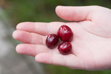 sweet cherries on a palm