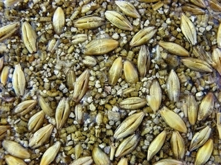Macro of Grain oats in water for cat, texture