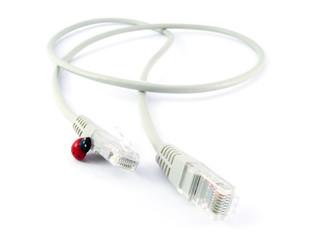 Computer internet cable and ladybug, isolated