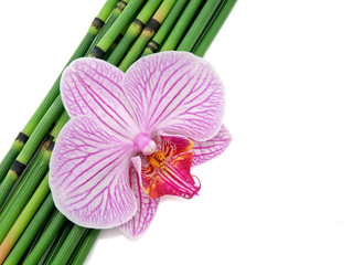 Orchid with bamboo isolated