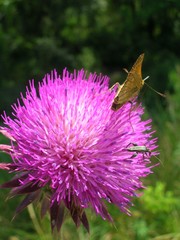insetti su fiore di cardo
