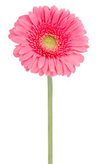 pink gerbera flower