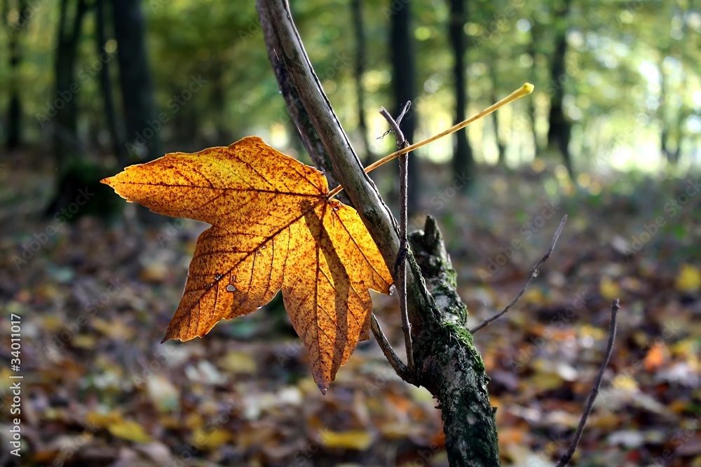 Wall mural maple leaf on a tree