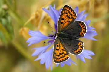 Lycaena phlaeas on a blue cornflower