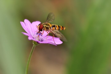 flowerfly on a pin flower