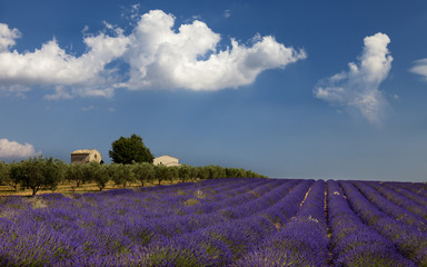 Fototapeta premium Vaucluse landscape (France)