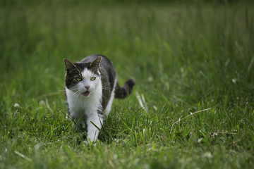 Kater auf der Pirsch