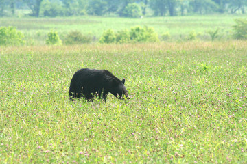 Bear grazing in Meadow