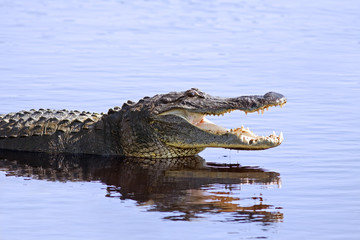 Alligator in het wild, Upper Myakka Lake, Sarrasota, Florida