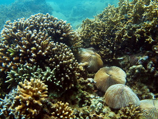 Fototapeta na wymiar Corals of the South-Chinese sea