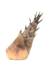 bamboo shoot isolated