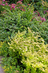Fototapeta na wymiar Flowering bushes