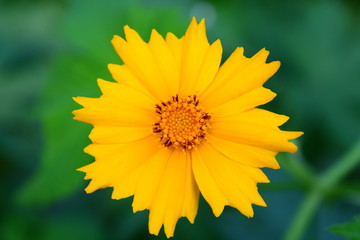 野菊花